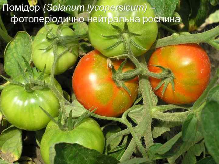 Помідор (Solanum lycopersicum) – фотоперіодично нейтральна рослина 