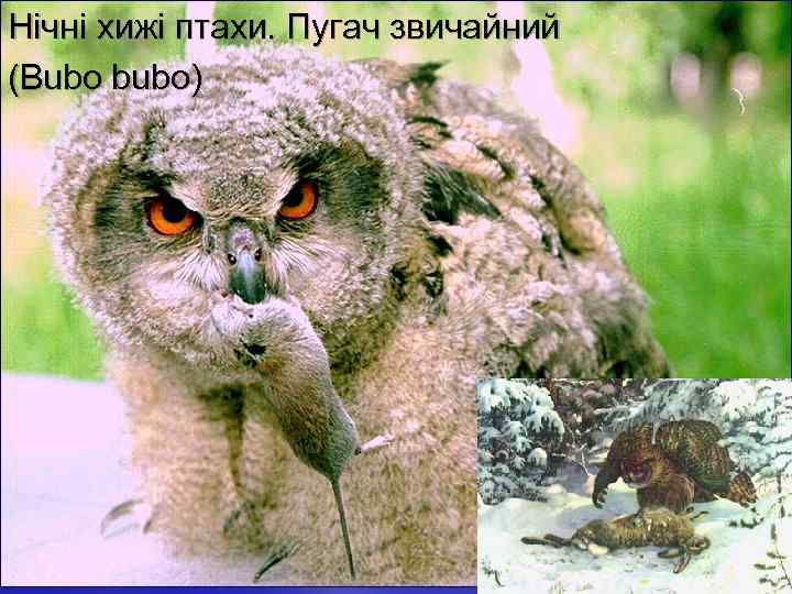 Нічні хижі птахи. Пугач звичайний (Bubo bubo) 