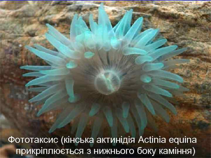  Фототаксис (кінська актинідія Actinia equina прикріплюється з нижнього боку каміння) 