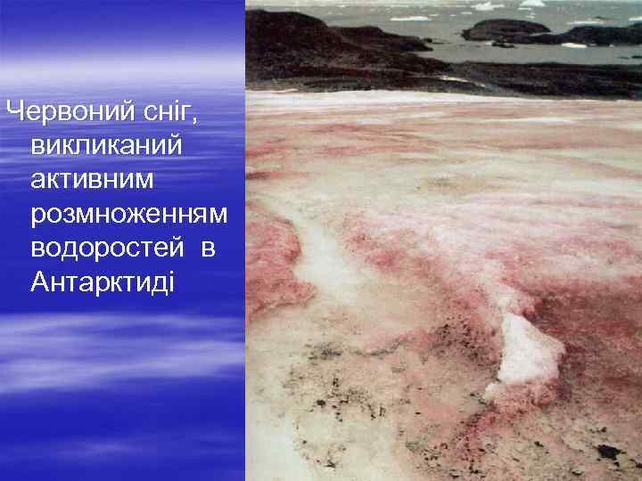  Червоний сніг, викликаний активним розмноженням водоростей в Антарктиді 