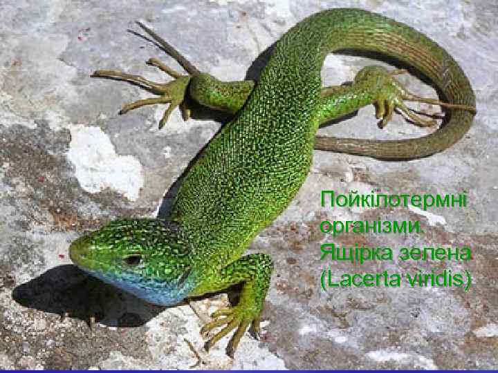  Пойкілотермні організми. Ящірка зелена (Lacerta viridis) 