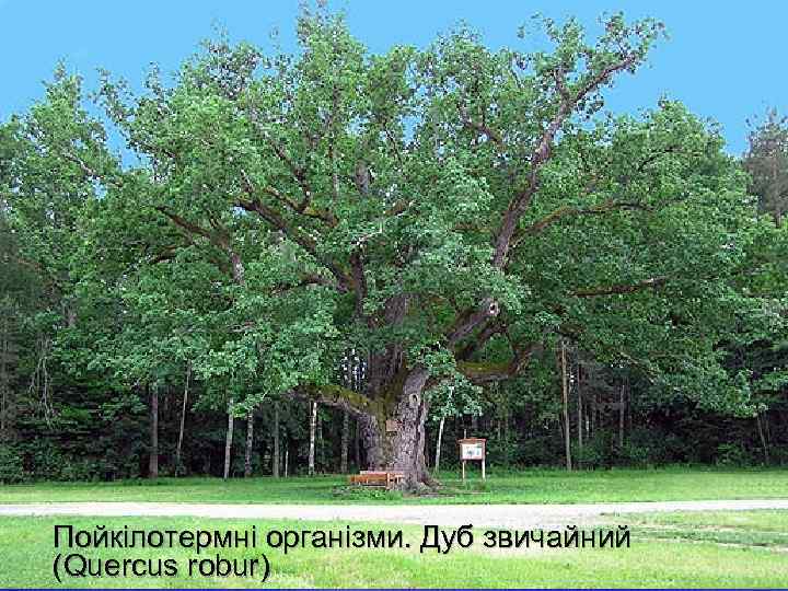  Пойкілотермні організми. Дуб звичайний (Quercus robur) 