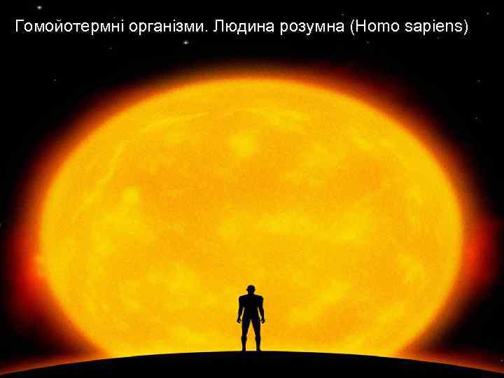 Гомойотермні організми. Людина розумна (Homo sapiens) 