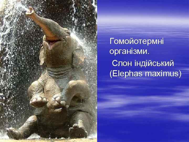  Гомойотермні організми. Слон індійський (Elephas maximus) 