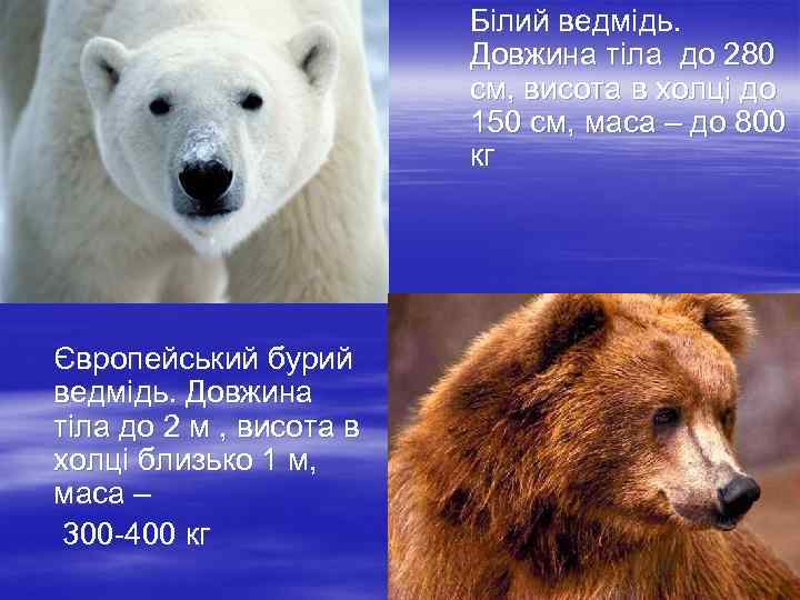  Європейський бурий ведмідь. Довжина тіла до 2 м , висота в холці близько