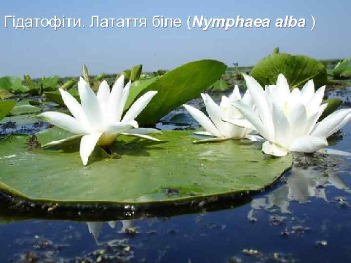 Гідатофіти. Латаття біле (Nymphaea alba ) 