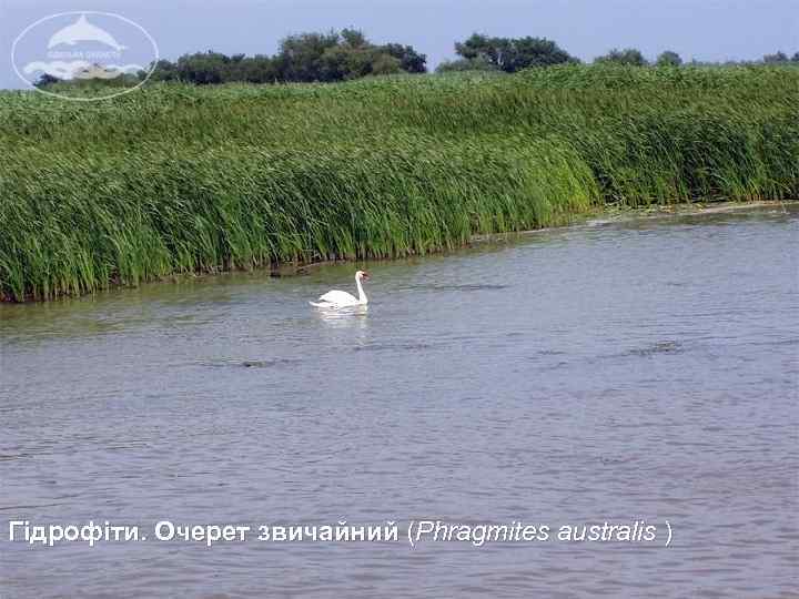  Гідрофіти. Очерет звичайний (Phragmites australis ) 