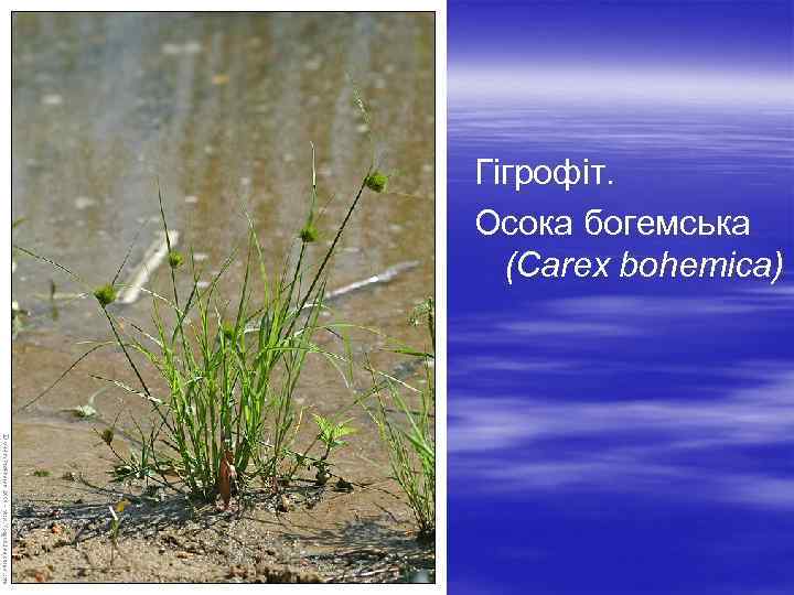  Гігрофіт. Осока богемська (Carex bohemica) 