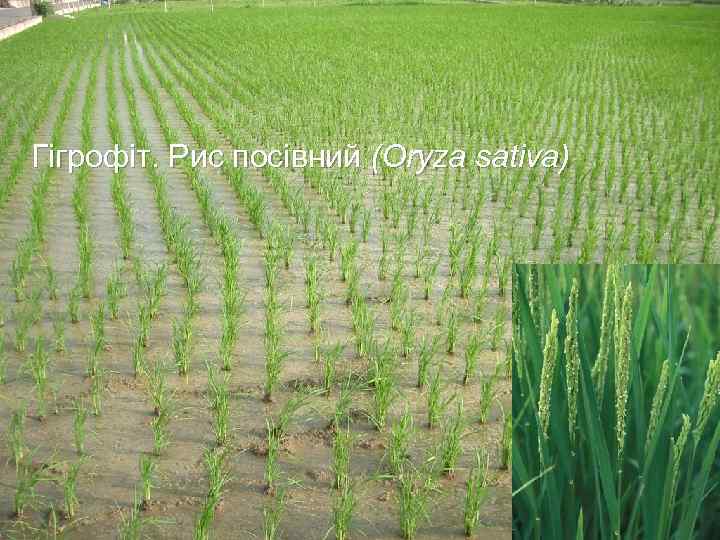  Гігрофіт. Рис посівний (Oryza sativa) 