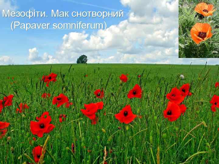 Мезофіти. Мак снотворний (Papaver somniferum) 