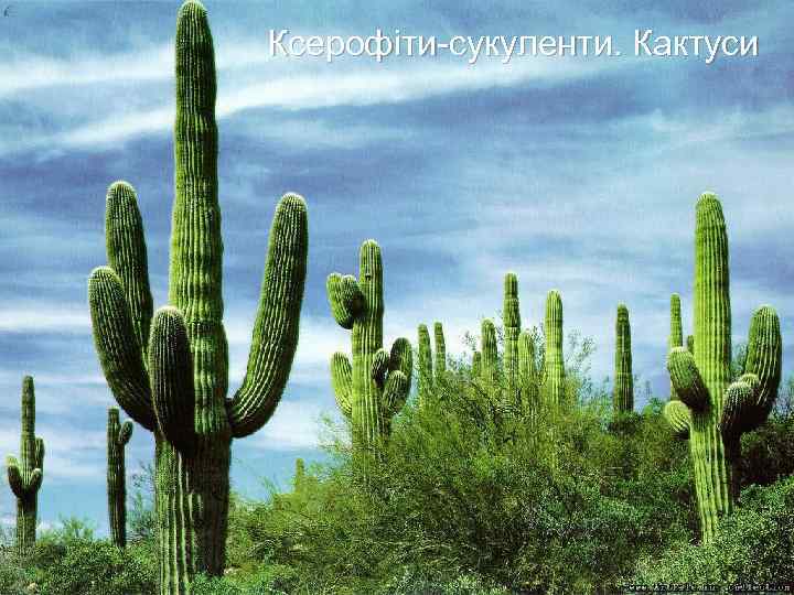 Ксерофіти-сукуленти. Кактуси 