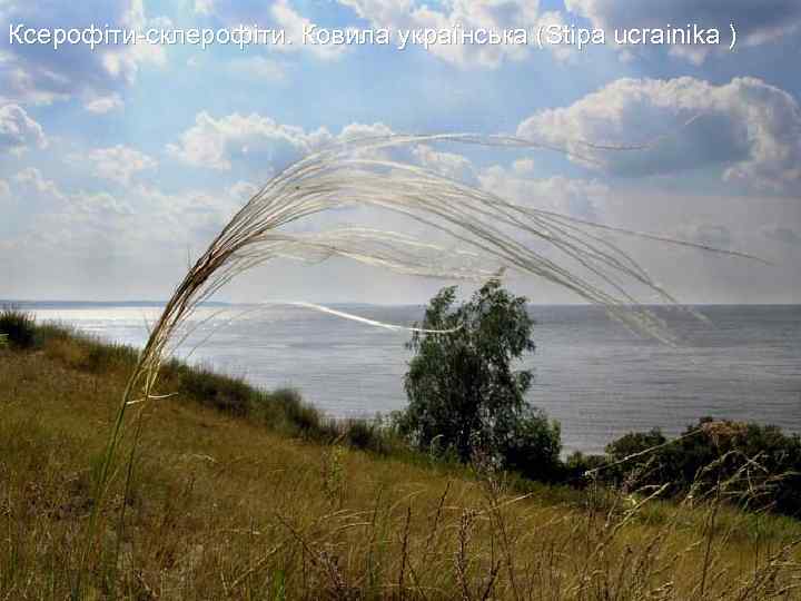 Ксерофіти-склерофіти. Ковила українська (Stipa ucrainika ) 