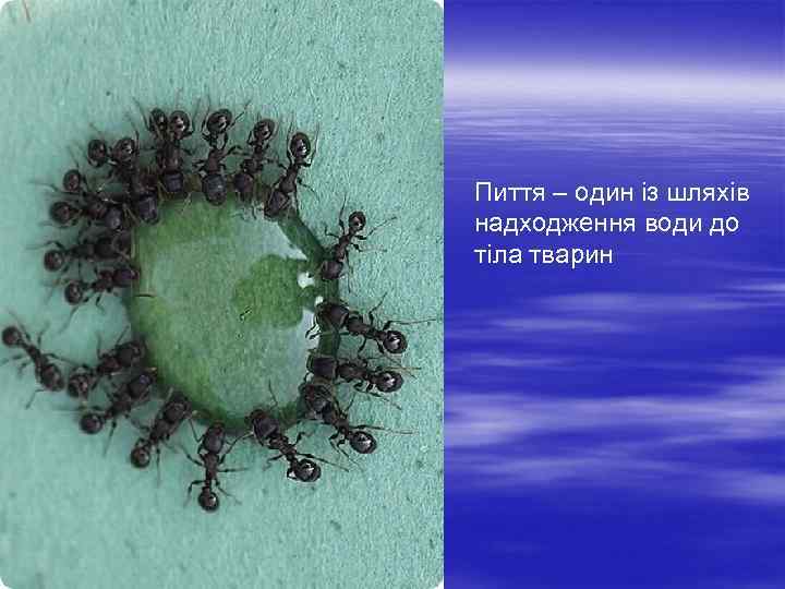  Пиття – один із шляхів надходження води до тіла тварин 