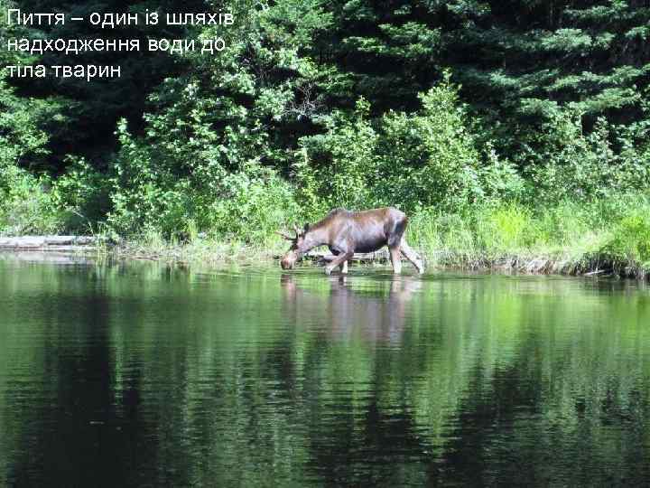 Пиття – один із шляхів надходження води до тіла тварин 