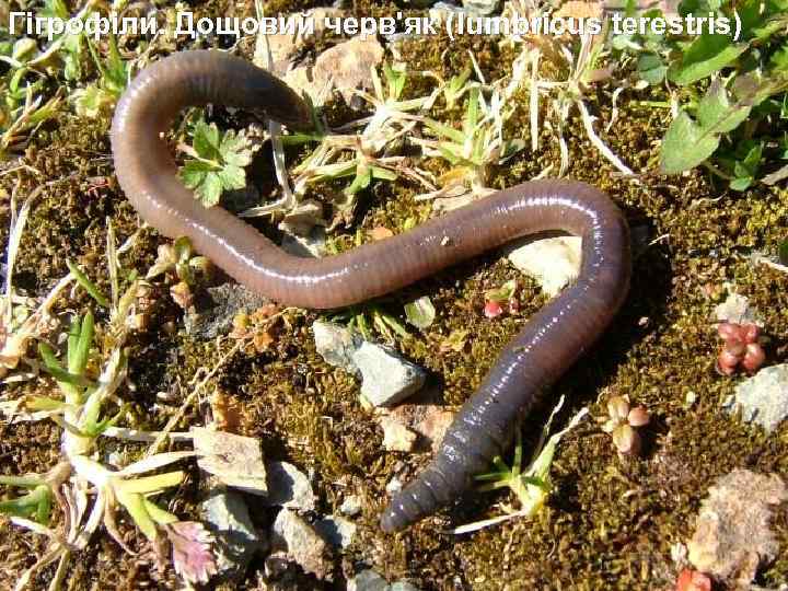 Гігрофіли. Дощовий черв'як (lumbricus terestris) 