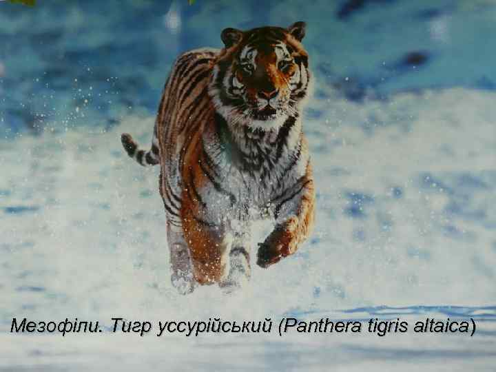  Мезофіли. Тигр уссурійський (Panthera tigris altaica) 