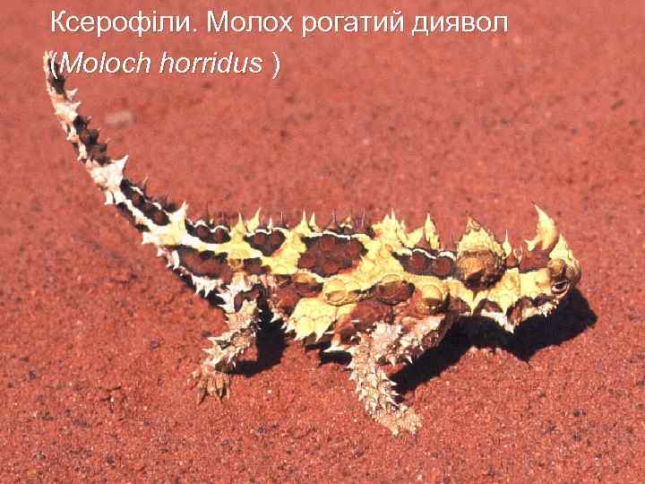 Ксерофіли. Молох рогатий диявол (Moloch horridus ) 