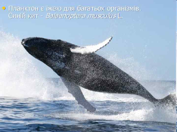  • Планктон є їжею для багатьох організмів. Синій кит - Balaenoptera musculus L.