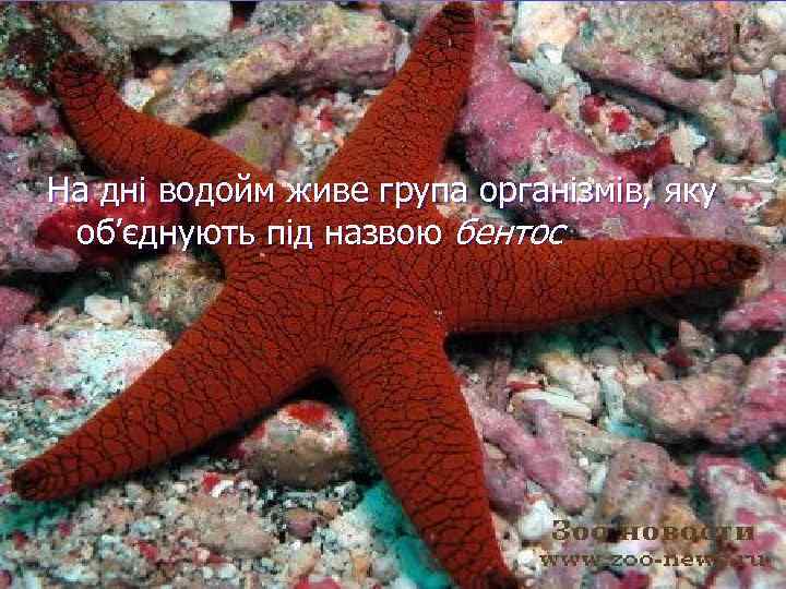 На дні водойм живе група організмів, яку об’єднують під назвою бентос 