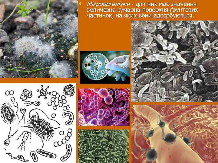  • Мікроорганізми - для них має значення величезна сумарна поверхня ґрунтових частинок, на