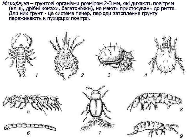 Личинка членистоногих. Почвенный панцирный клещ. Микрофауна мезофауна макрофауна мегафауна. Членистоногие обитающие в почве. Обитатели почвы.