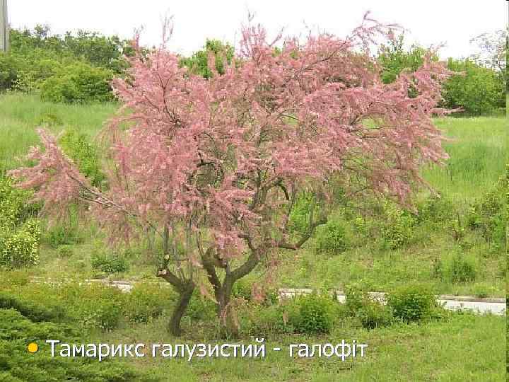  • Тамарикс галузистий - галофіт 