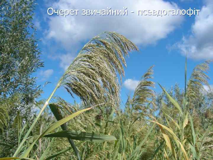 Очерет звичайний - псевдогалофіт 