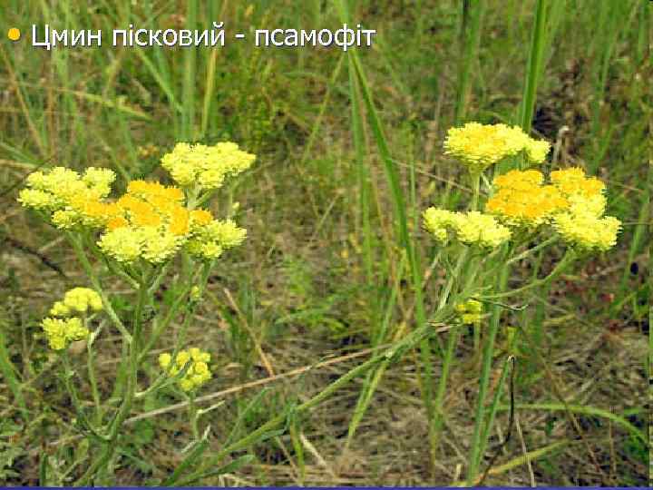  • Цмин пісковий - псамофіт 