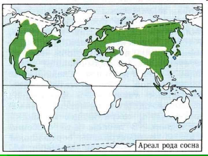 Ареалы деревьев. Ареал распространения сосны обыкновенной. Сосна обыкновенная ареал обитания. Ареал сосны обыкновенной на карте.