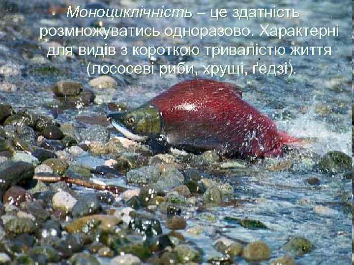 Моноциклічність – це здатність розмножуватись одноразово. Характерні для видів з короткою тривалістю життя (лососеві