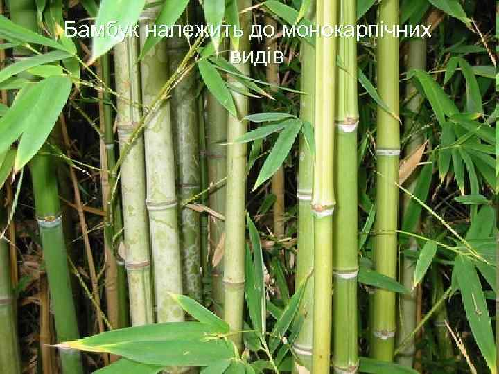 Бамбук належить до монокарпічних видів 