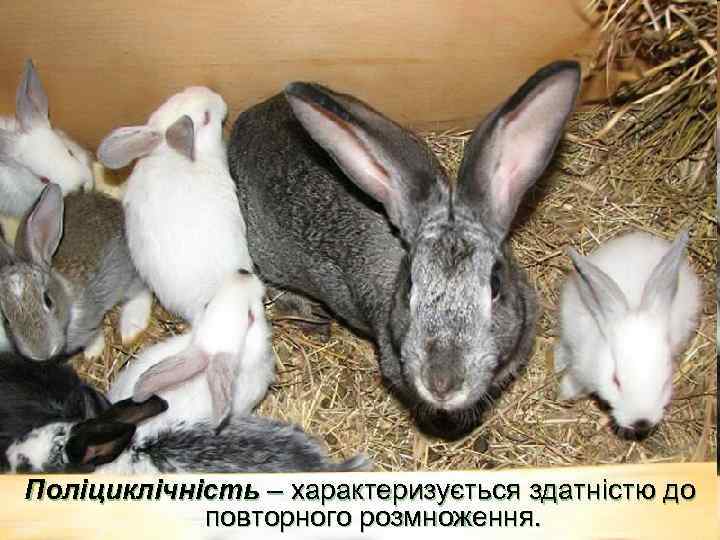 Поліциклічність – характеризується здатністю до повторного розмноження. 