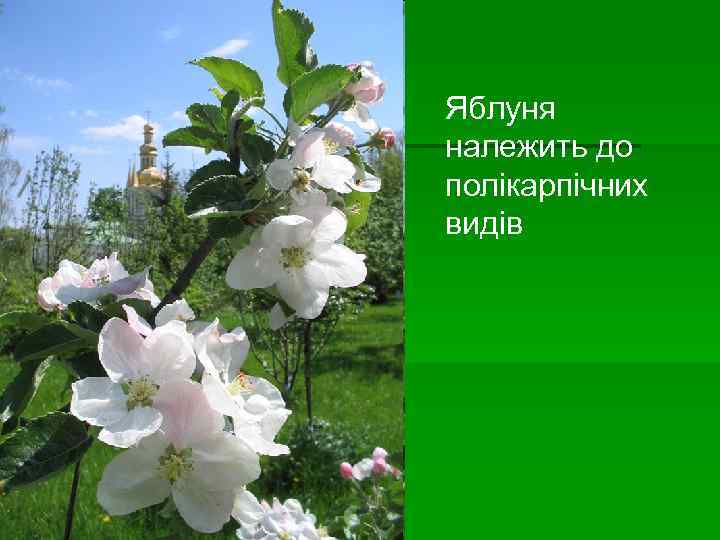 Яблуня належить до полікарпічних видів 