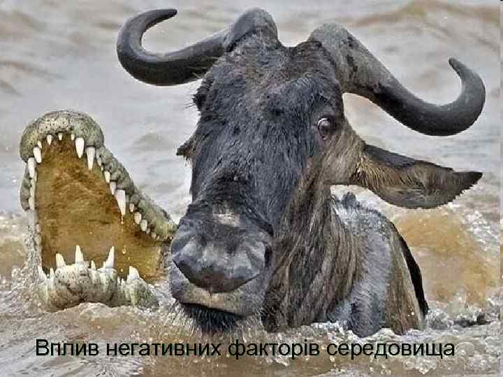 Вплив негативних факторів середовища 