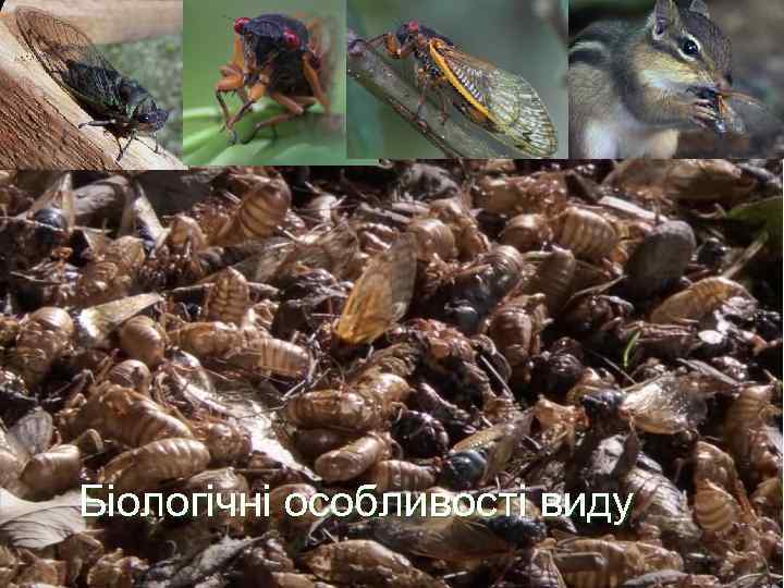 Біологічні особливості виду 