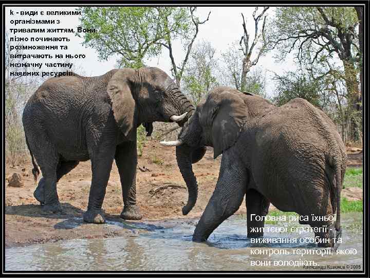 k - види є великими організмами з тривалим життям. Вони пізно починають розмноження та