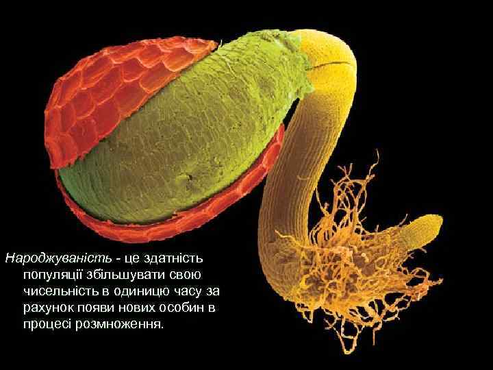 Народжуваність - це здатність популяції збільшувати свою чисельність в одиницю часу за рахунок появи