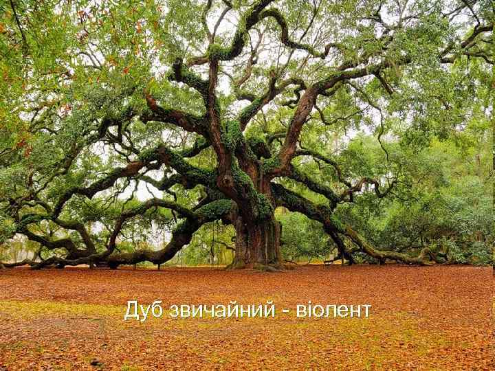 Дуб звичайний - віолент 