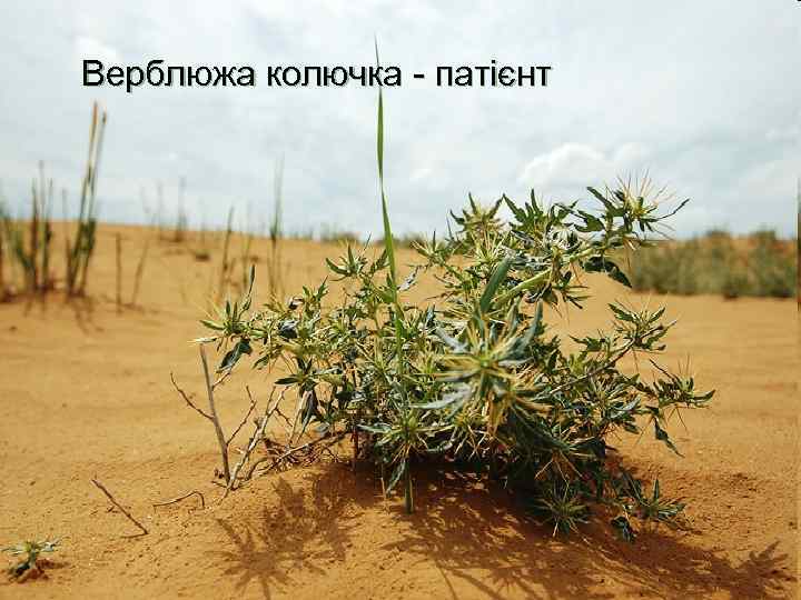 Верблюжа колючка - патієнт 