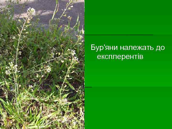 Бур'яни належать до експлерентів 