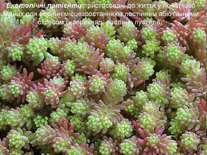 Екотопічні патієнти пристосовані до життя у початково бідних для рослин місцезростаннях з постійним абіотичними