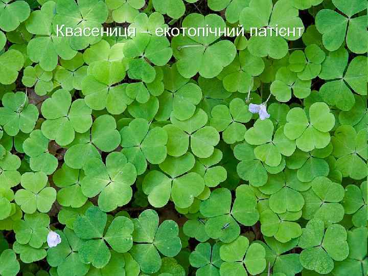 Квасениця – екотопічний патієнт 