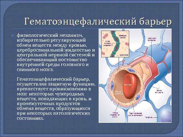 Строение гематоэнцефалического барьера схема