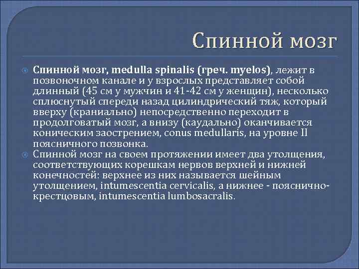 Спинной мозг Спинной мозг, medulla spinalis (греч. myelos), лежит в позвоночном канале и у