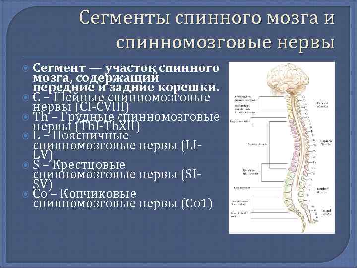 Сплетения спинного мозга