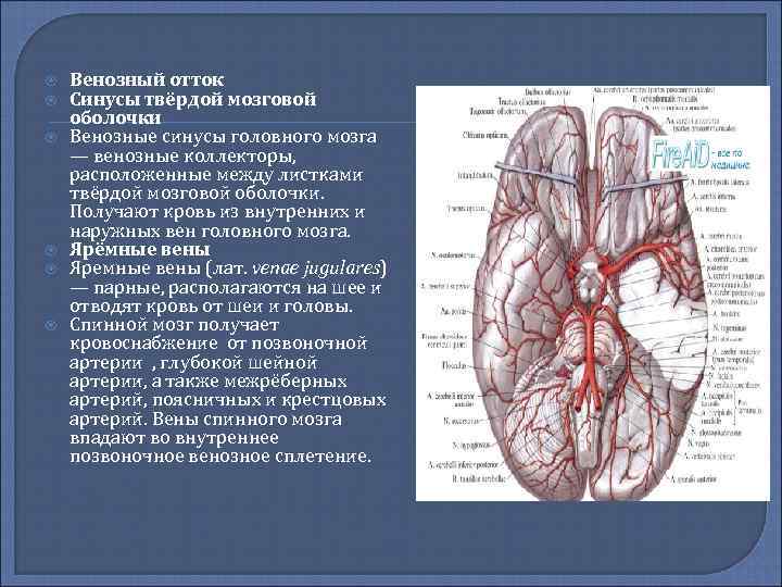 Как улучшить венозный отток головного мозга