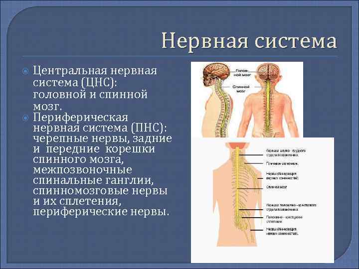 Нервная система Центральная нервная система (ЦНС): головной и спинной мозг. Периферическая нервная система (ПНС):