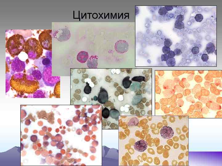 Цитохимия 
