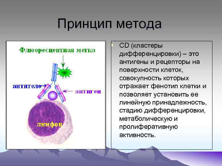Принцип метода • СD (кластеры дифференцировки) – это антигены и рецепторы на поверхности клеток,