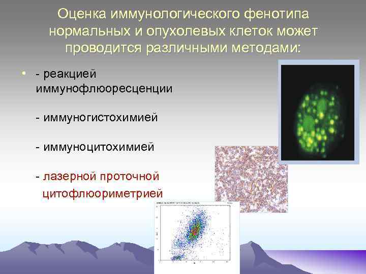 Оценка иммунологического фенотипа нормальных и опухолевых клеток может проводится различными методами: • - реакцией